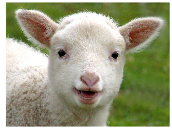 La sensibilité des agneaux