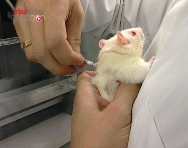 Expérimentation sur des souris
