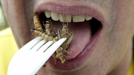 http://www.vivelessvt.com/wp-content/uploads/2011/01/insectes-repas.jpg